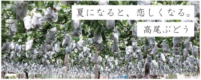 夏になると恋しくなる。高尾ぶどう