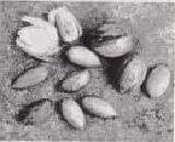 写真：カヤの実