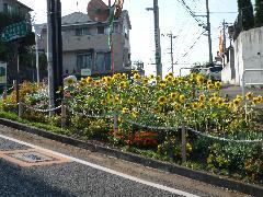 写真：ひまわり