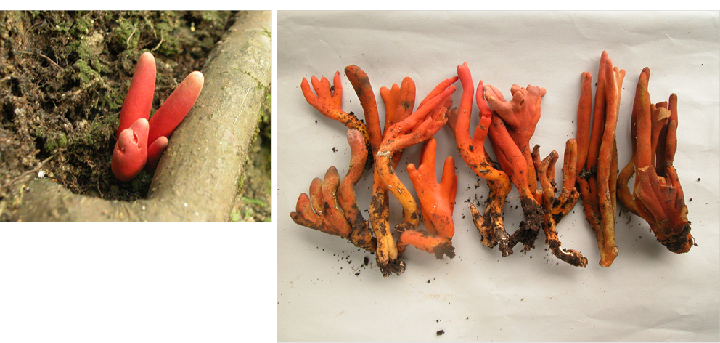 写真：カエンタケ