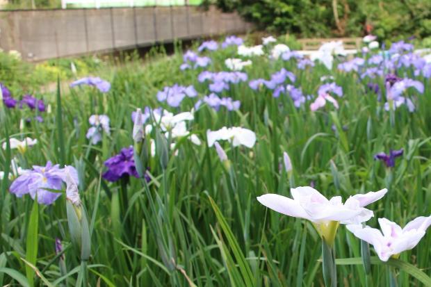 写真：ハナショウブ1