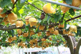 写真：実る梨1