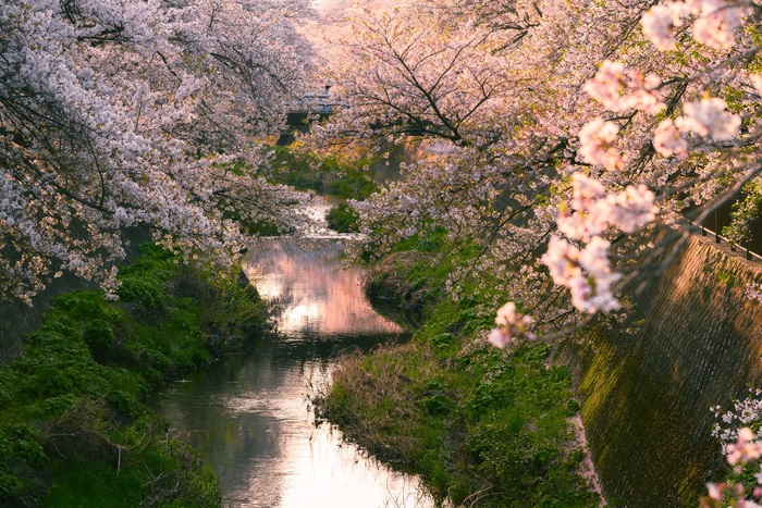 「三沢川さくら回廊」