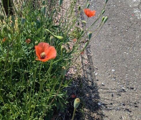 ナガミヒナゲシの写真