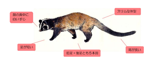 ハクビシンの特徴