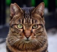 照片：耳尖剪成V字形的猫