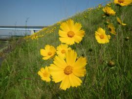 Photo: Flowers of the Orange Hawkweed