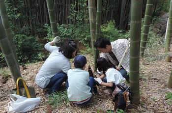 Photo: A scene of digging for bamboo shoots