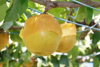Photo: Ripening Pear 2