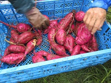 Harvest 1