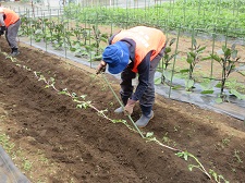 Planting 2
