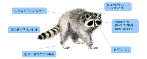 Characteristics of Raccoons