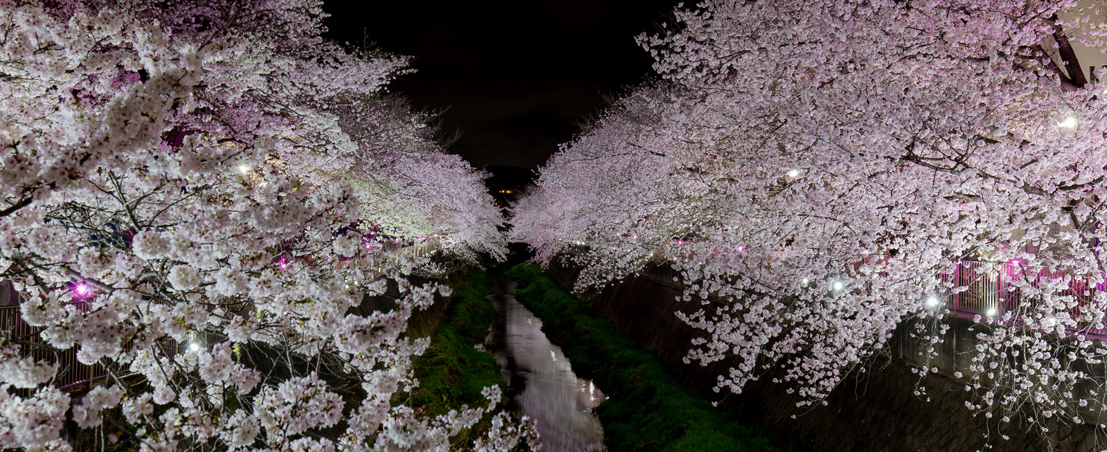 Foto: Iluminación de los cerezos en flor