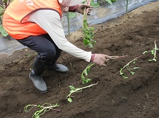 Plantación 1