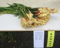 레이와 6년도 야채 부 도지사상