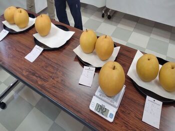 Situação da Comissão de Avaliação