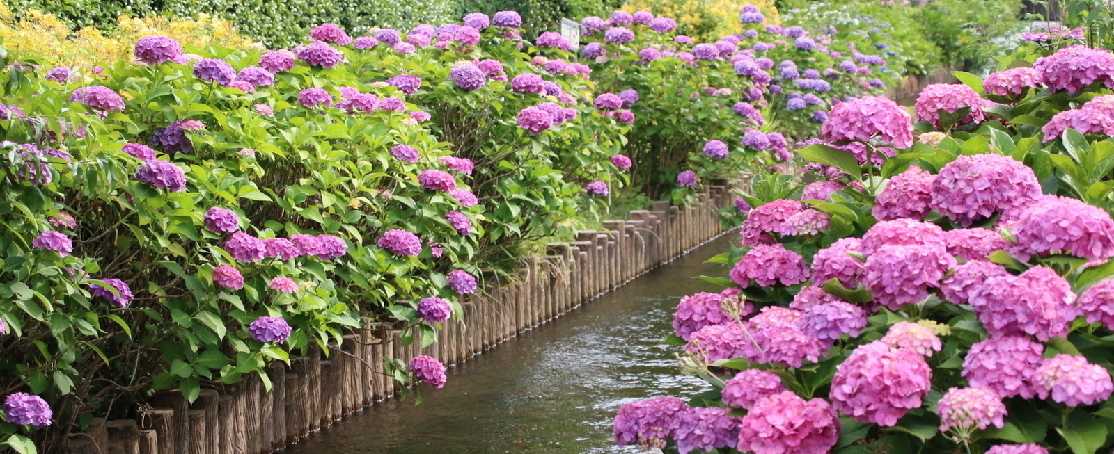 Foto: Asagao de Omaru