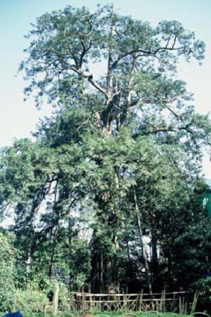 Foto: Monumento Natural de Tóquio - Árvore de Kaya