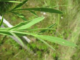 照片:大金雞菊的葉子